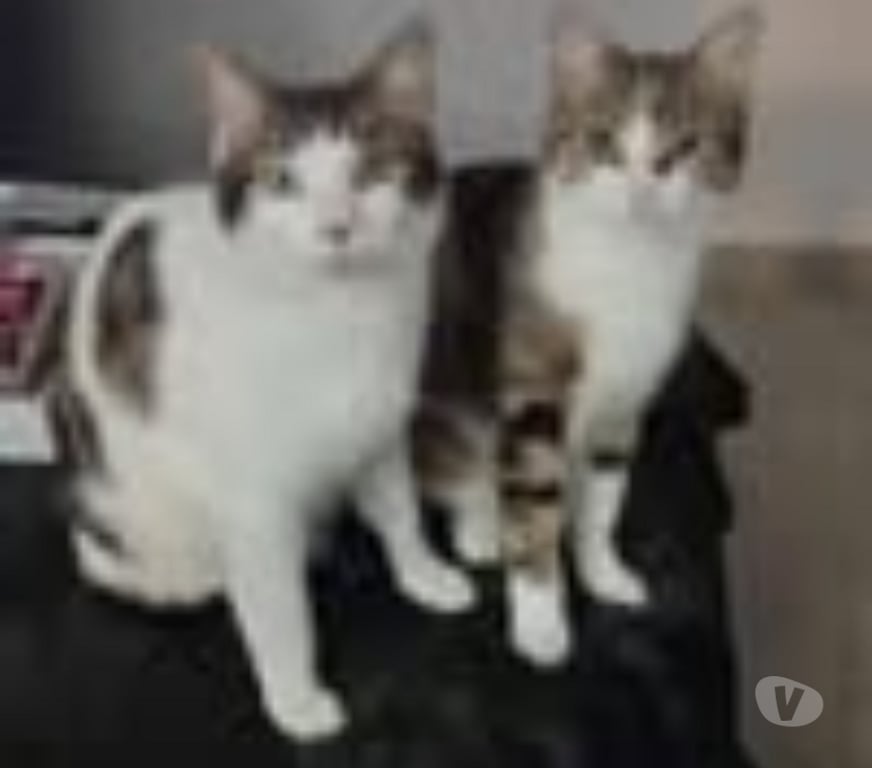 Don animaux Vaucluse Vedene - 84270 - Photos Vivastreet Chat TAOetTANGO à l adoption