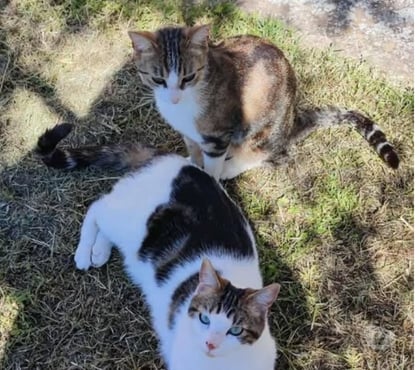 Don animaux Vedene Vaucluse - Photos Vivastreet Chat TAOetTANGO à l adoption