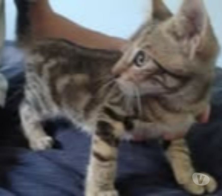 Don animaux Drôme Montelier - Photos Vivastreet Chat ACTARUS à l adoption
