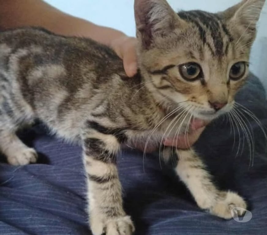 Don animaux Drôme Montelier - Photos Vivastreet Chat ACTARUS à l adoption