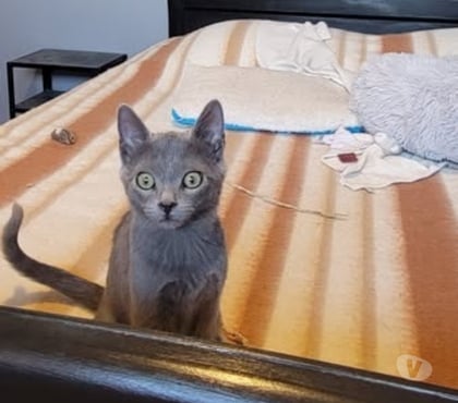 Adoption animaux Puy St Martin Drôme - Photos Vivastreet Chat LILI à la réservation
