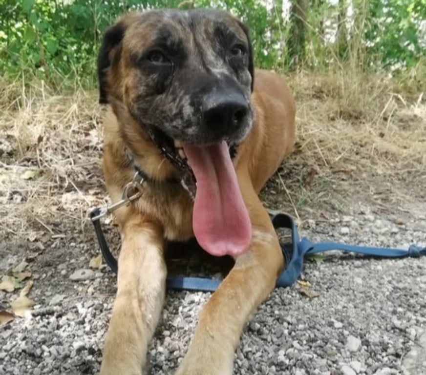 Don animaux Drôme Crest - 26400 - Photos Vivastreet Chien BRETZEL à l adoption