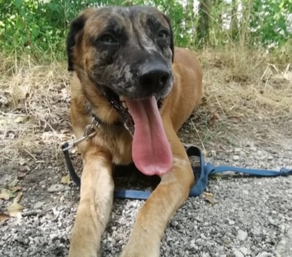 Don Crest Drôme - Photos Vivastreet Chien BRETZEL à l adoption