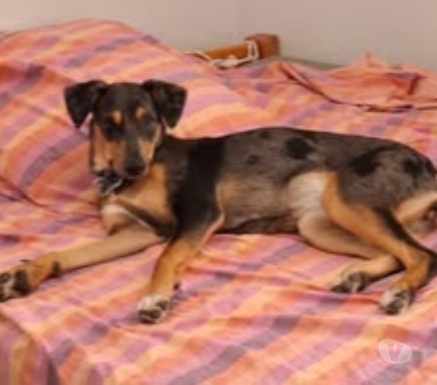 Don animaux Drôme Montelimar - 26200 - Photos Vivastreet Chien VAIANA à l adoption
