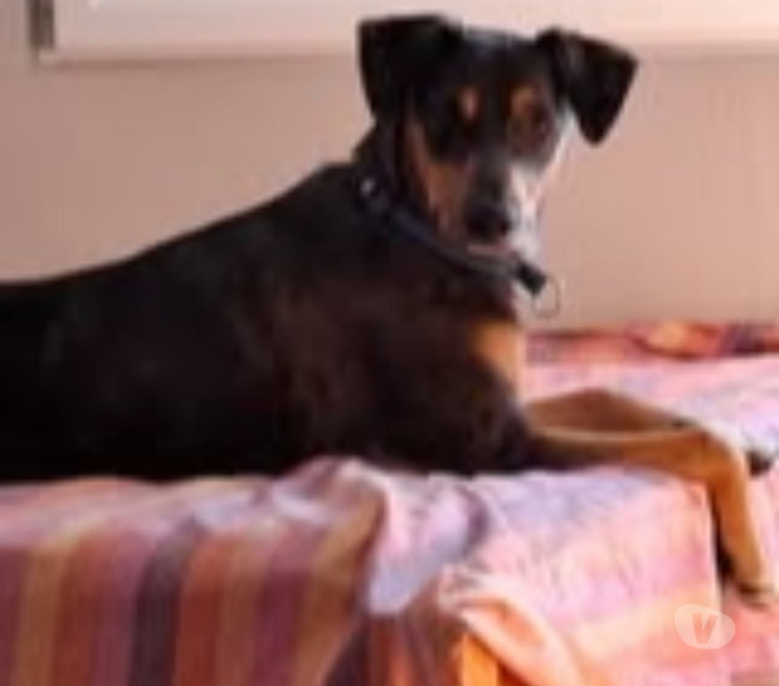 Don animaux Drôme Montelimar - 26200 - Photos Vivastreet Chien VAIANA à l adoption