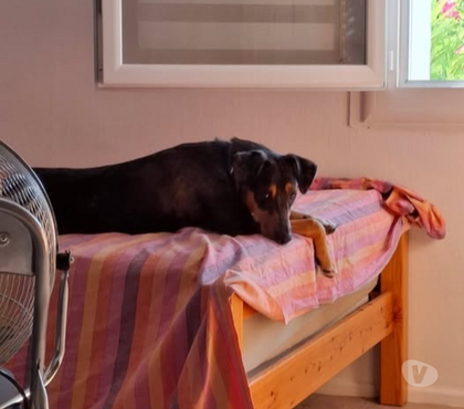 Adoption animaux Montelimar Drôme - Photos Vivastreet Chien VAIANA à l adoption