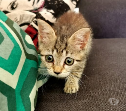 Don animaux St Peray Ardèche - Photos Vivastreet Chat MITSU à la réservation