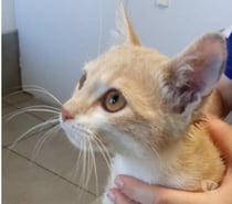 Chat SUNA à l adoption