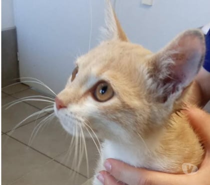 Adoption animaux Guilherand Granges Ardèche - Photos Vivastreet Chat SUNA à l adoption