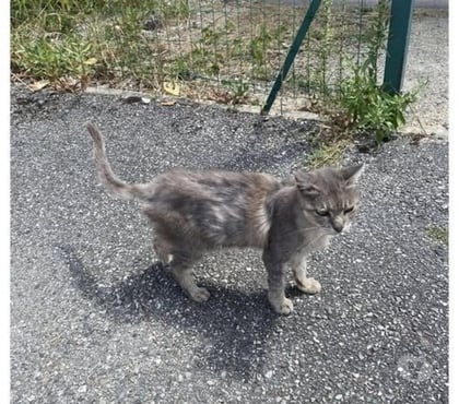 Adoption animaux Charols Drôme - Photos Vivastreet Chat CHIARA à l adoption