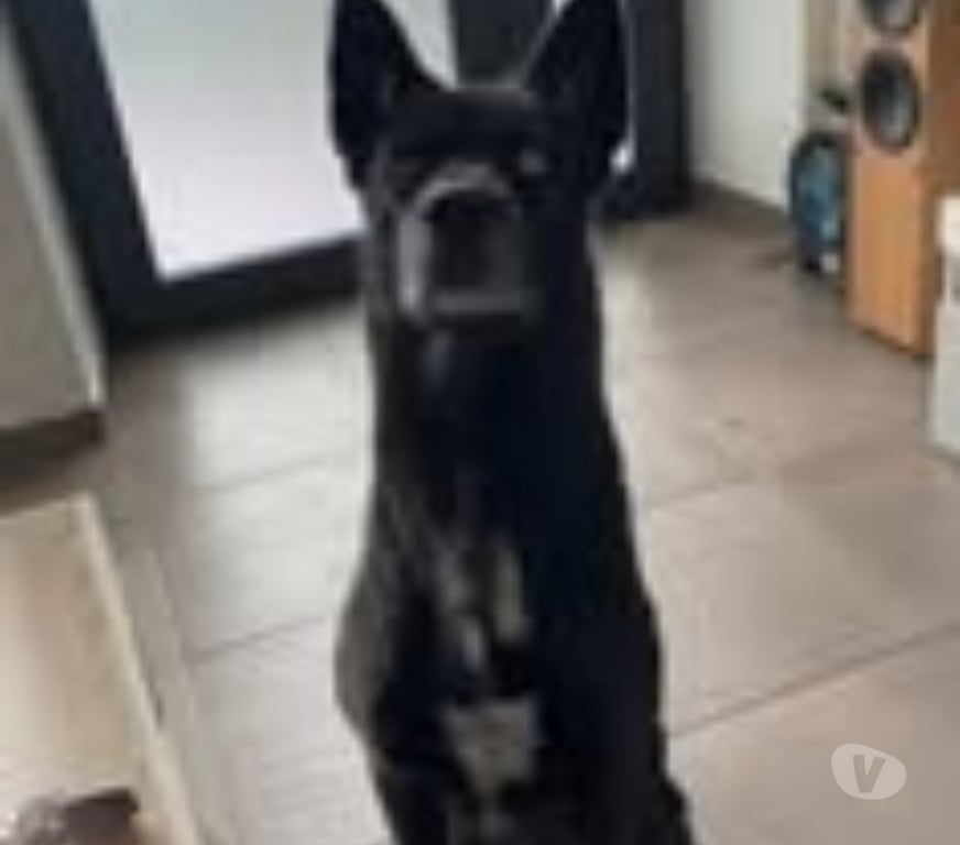 Don animaux Drôme St Vallier - 26240 - Photos Vivastreet Chien ALPHA à l adoption