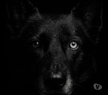 Don St Vallier Drôme - Photos Vivastreet Chien ALPHA à l adoption