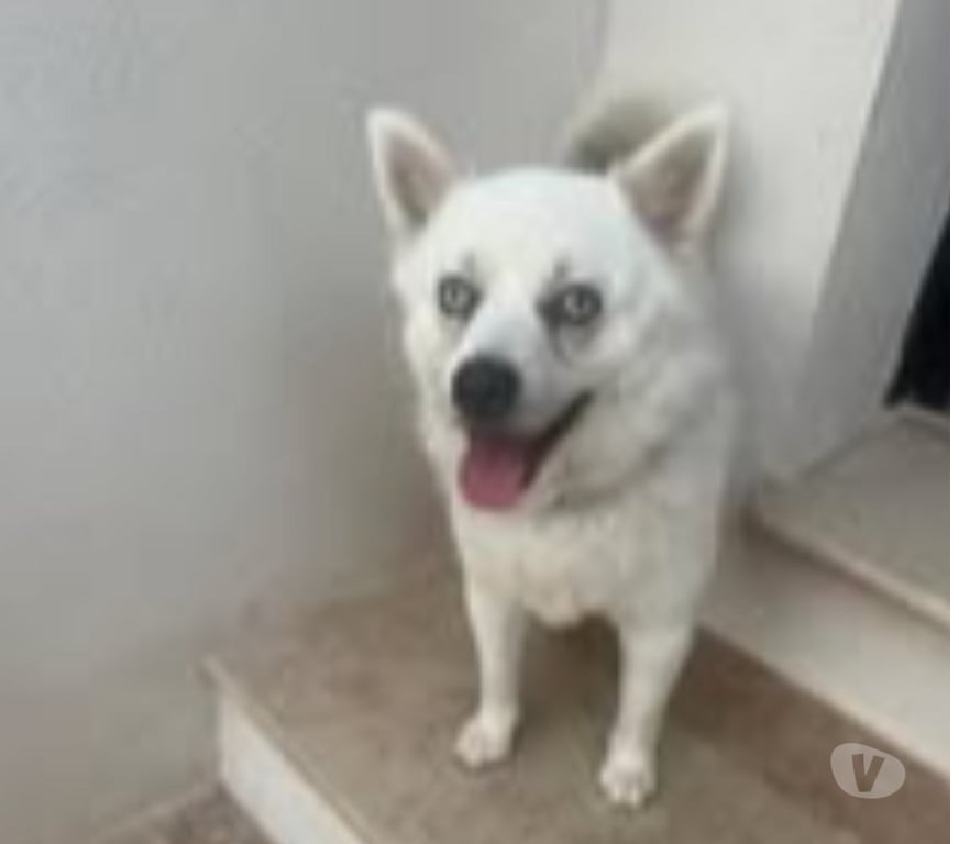 Don animaux Vaucluse Avignon - 84000 - Photos Vivastreet Chien RAGNARD à l adoption
