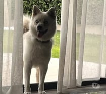Chien RAGNARD à l adoption
