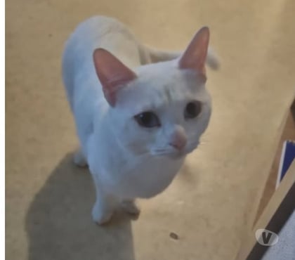 Don animaux Montelimar Drôme - Photos Vivastreet Chat CHICHI à l adoption