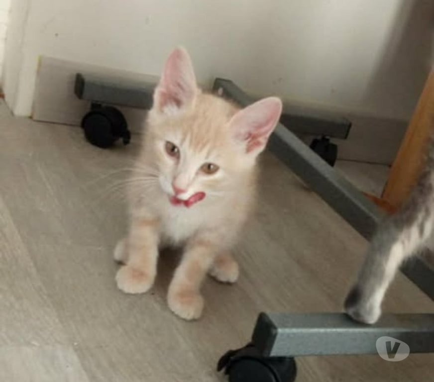 Don animaux Ardèche Guilherand Granges - 07500 - Photos Vivastreet Chat OPALE à l adoption