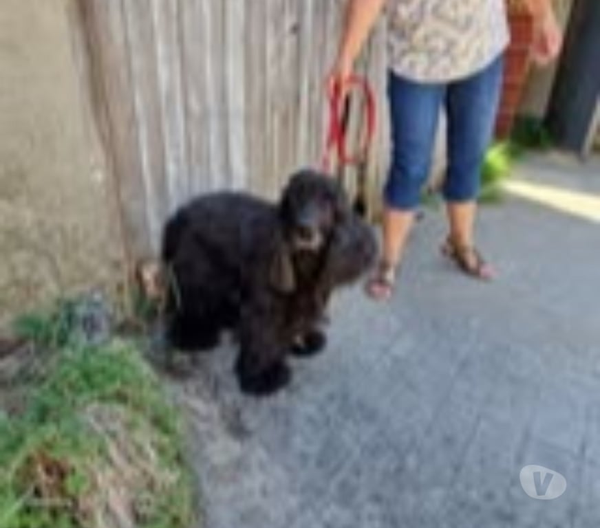 Don animaux Ardèche Peaugres - 07340 - Photos Vivastreet Chien NOISETTE à l adoption