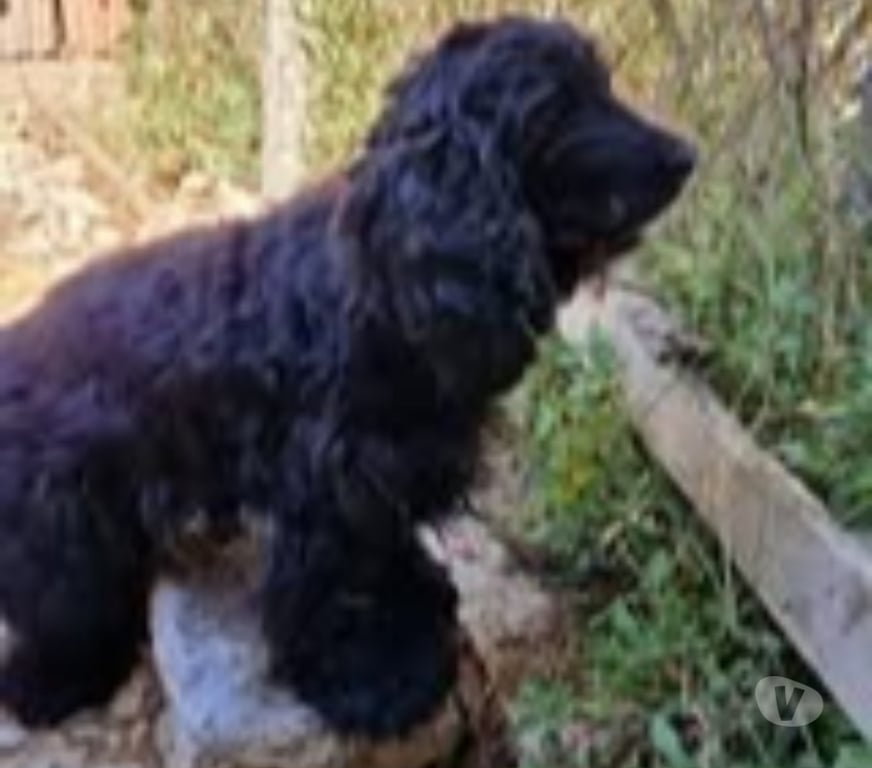 Don animaux Ardèche Peaugres - 07340 - Photos Vivastreet Chien NOISETTE à l adoption