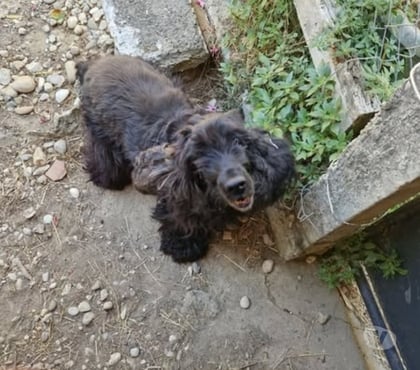 Don animaux Peaugres Ardèche - Photos Vivastreet Chien NOISETTE à l adoption