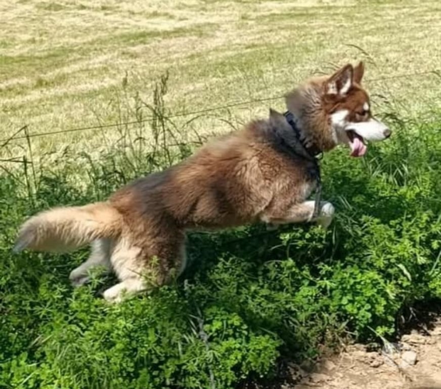 Don animaux Ardèche St Sylvestre - 07440 - Photos Vivastreet Chien VOLF à l adoption