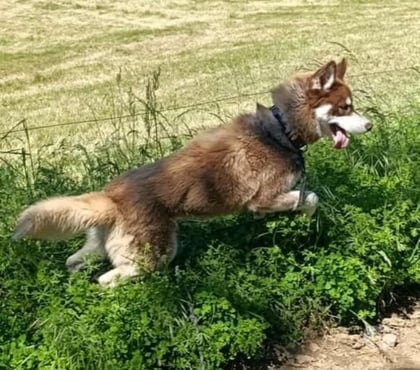 Adoption animaux St Sylvestre Ardèche - Photos Vivastreet Chien VOLF à l adoption