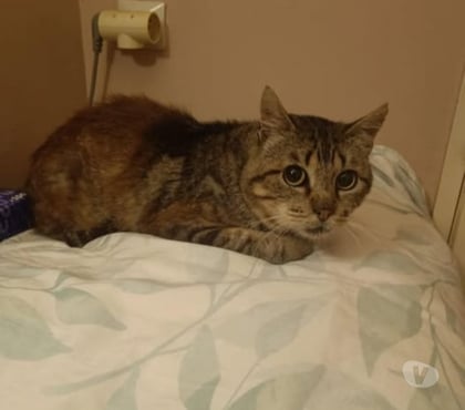 Don animaux Privas Ardèche - Photos Vivastreet Chat CHOCO à l adoption