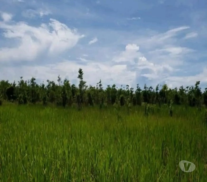 Terrain à vendre Madagascar - Photos Vivastreet TERRAIN DE 4,84 HECTARES À VENDRE – FARAHALANA, SAMBAVA
