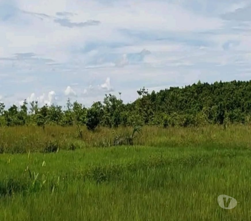 Terrain à vendre Madagascar - Photos Vivastreet TERRAIN DE 4,84 HECTARES À VENDRE – FARAHALANA, SAMBAVA