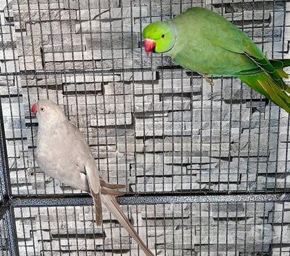 Vente animaux Bray sur Seine Bray sur Seine - Photos Vivastreet Couple de perruches