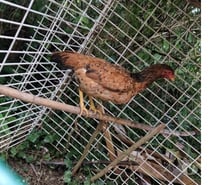 vends une poule