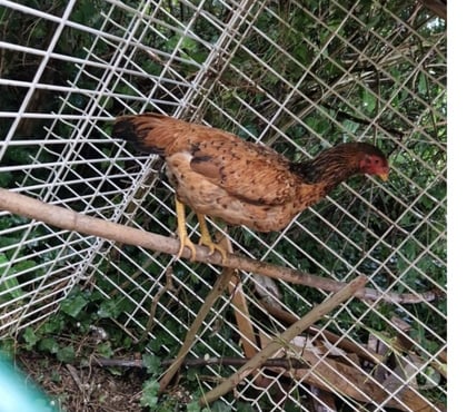 Vente animaux Leuville sur Orge Essonne - Photos Vivastreet vends une poule
