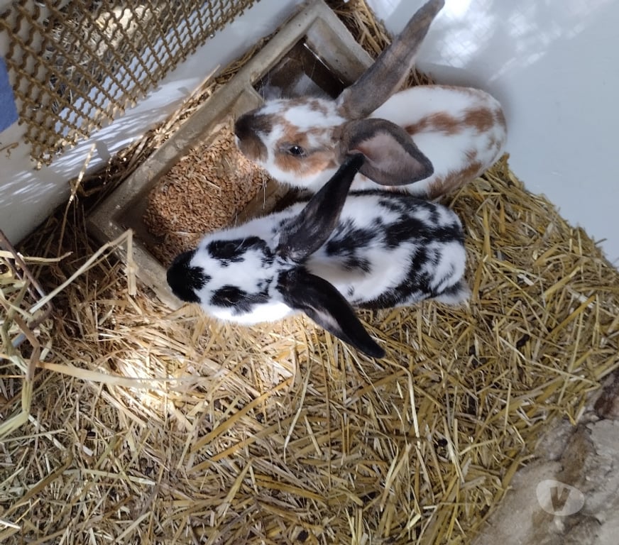 Vente Seine-et-Marne Boutigny - 77470 - Photos Vivastreet Lapins de ferme