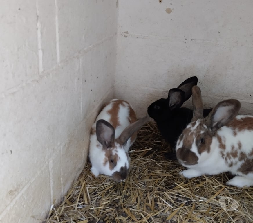 Vente Seine-et-Marne Boutigny - 77470 - Photos Vivastreet Lapins de ferme