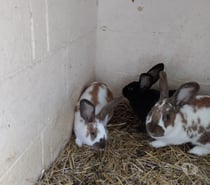 Lapins de ferme