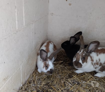 Vente animaux Boutigny Seine-et-Marne - Photos Vivastreet Lapins de ferme