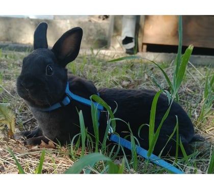 Vente animaux Sailly Labourse Pas-de-Calais - Photos Vivastreet Lapin nain rex mâle et femelle