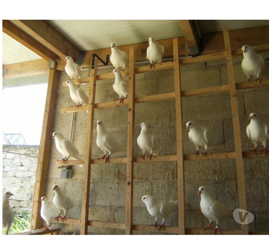 Vente Seine-et-Marne Bagneaux sur Loing - 77167 - Photos Vivastreet Pigeons reproducteurs hubbell blanc
