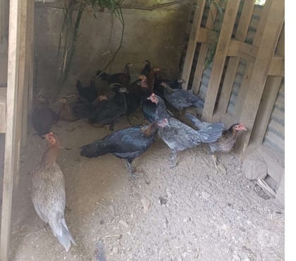 Vente animaux Tulle Corrèze - Photos Vivastreet Vand poule espagnol