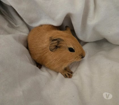 Vente animaux Mery la Bataille Oise - Photos Vivastreet cochon d'inde mâles