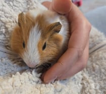 Femelle cochon d'inde