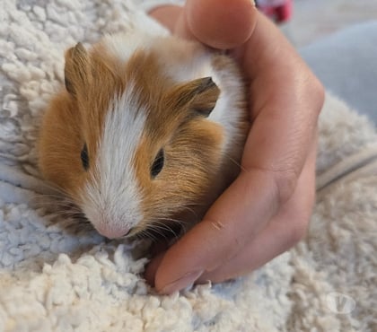 Vente animaux Mery la Bataille Oise - Photos Vivastreet Femelle cochon d'inde