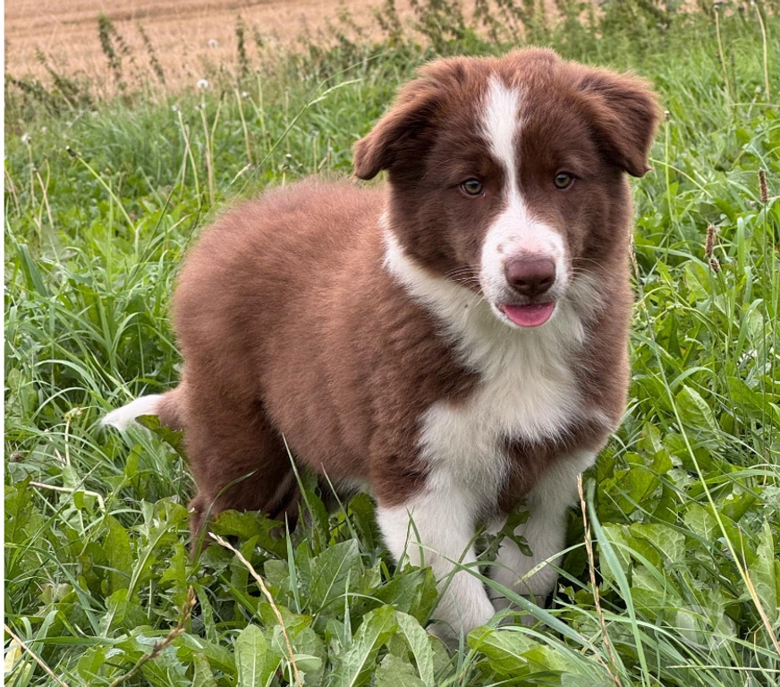 Vente Nord Lille - Photos Vivastreet Chiots border collie nés à la ferme