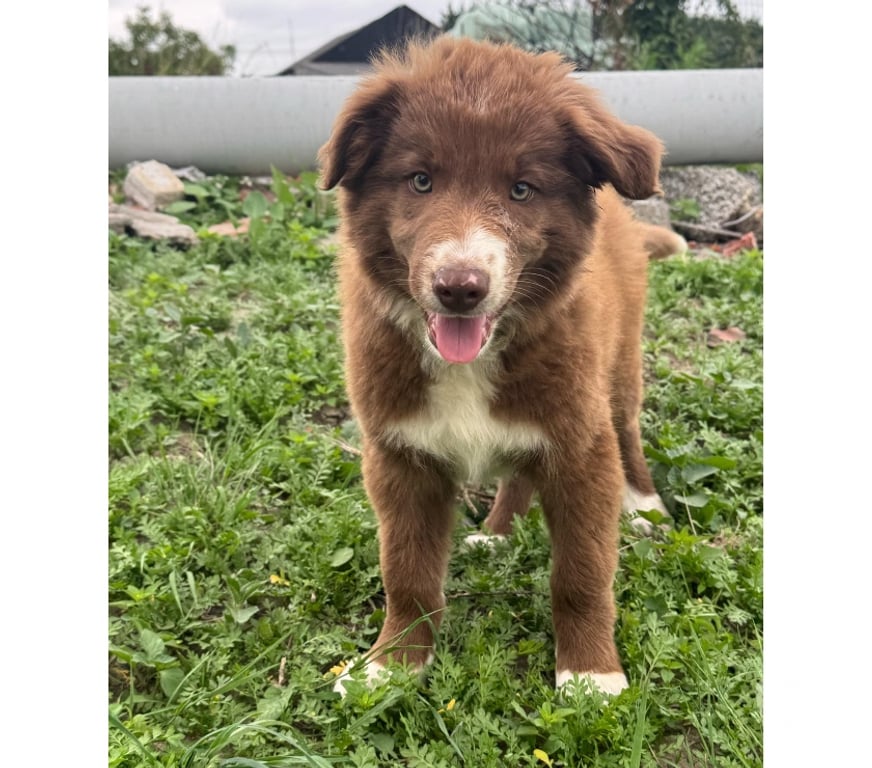 Vente Nord Lille - Photos Vivastreet Chiots border collie nés à la ferme