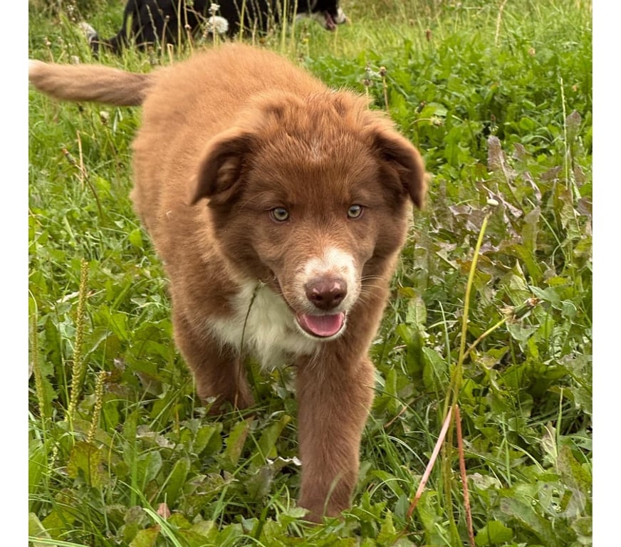 Vente Nord Lille - Photos Vivastreet Chiots border collie nés à la ferme
