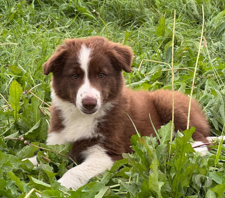 Vente Nord Lille - Photos Vivastreet Chiots border collie nés à la ferme