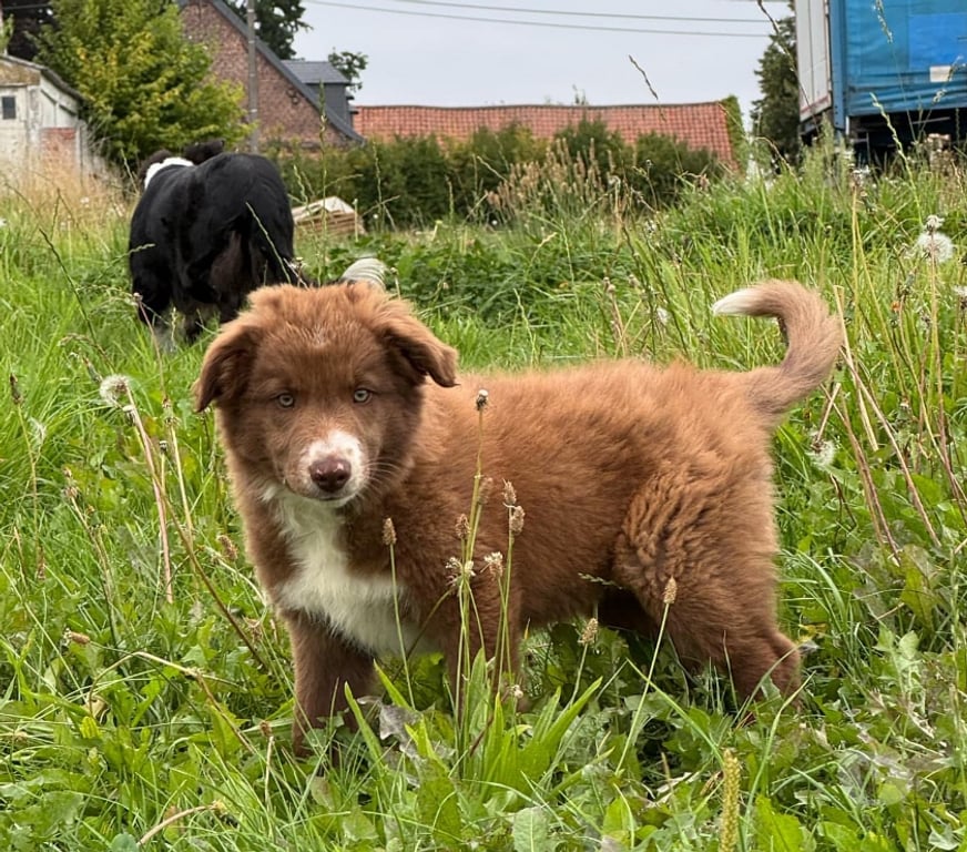 Vente Nord Lille - Photos Vivastreet Chiots border collie nés à la ferme