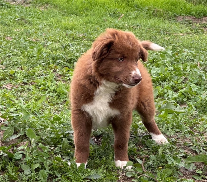 Vente Nord Lille - Photos Vivastreet Chiots border collie nés à la ferme