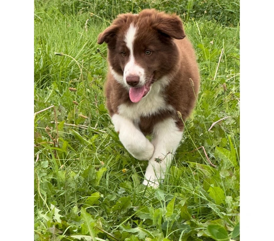 Vente Nord Lille - Photos Vivastreet Chiots border collie nés à la ferme