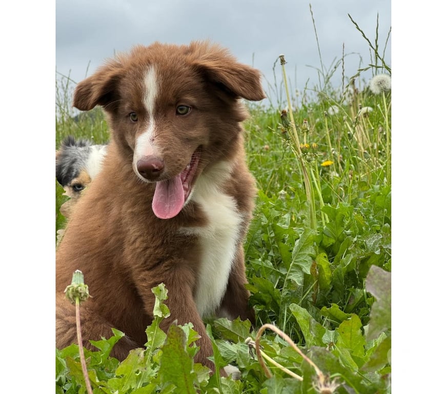 Vente Nord Lille - Photos Vivastreet Chiots border collie nés à la ferme