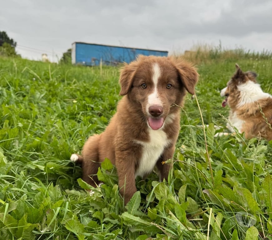 Vente Nord Lille - Photos Vivastreet Chiots border collie nés à la ferme